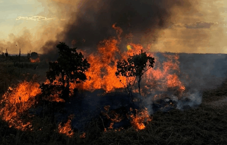Incendios forestales afectan unidades de producción en Anzoátegui
