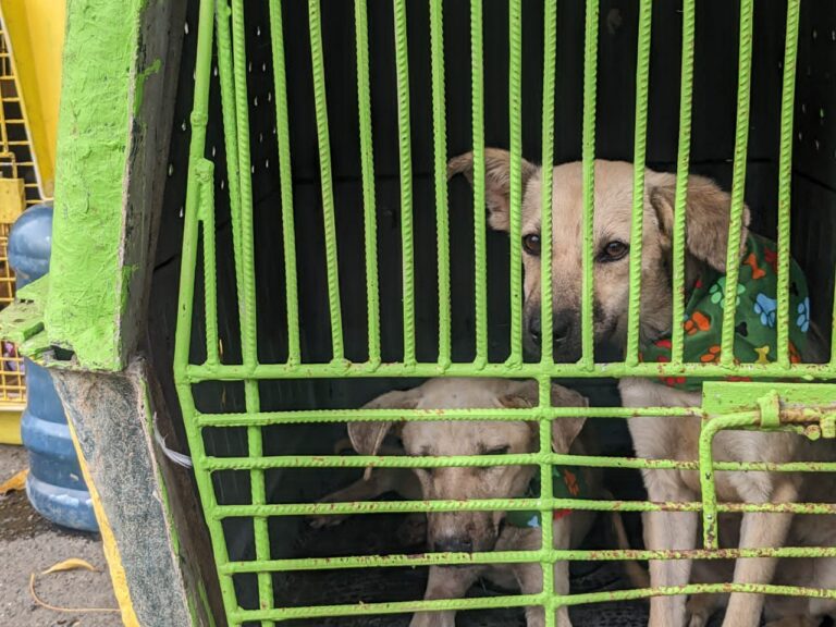 Persiste jornada binacional de adopción de mascotas