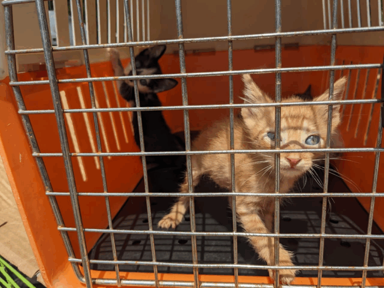 Sigue jornada binacional de adopción de mascotas