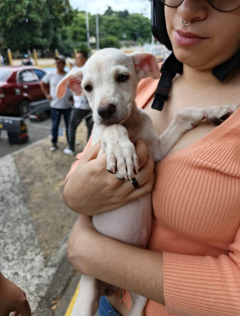 47 mascotas adoptadas en lo que va de 2025 en frontera