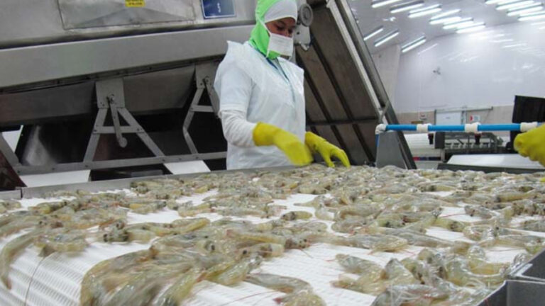 Venezuela ocupa el décimo lugar como país exportador de camarón