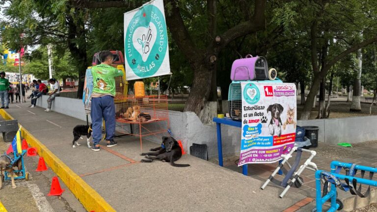 Octava jornada binacional de adopción de mascotas