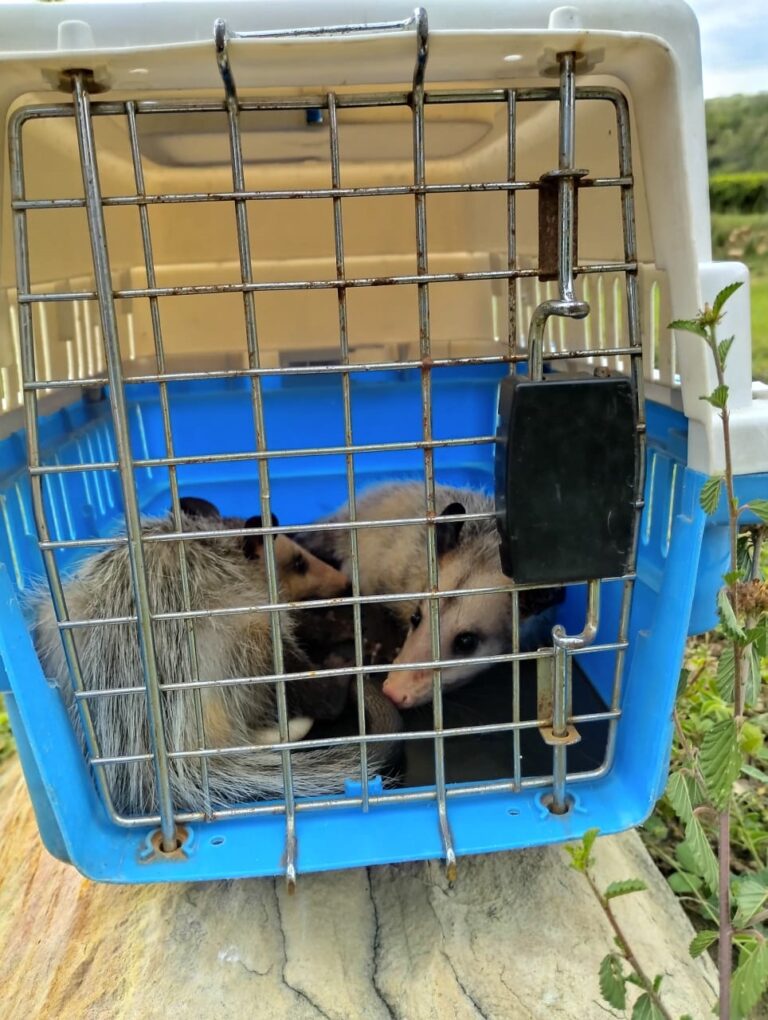 Liberan a pareja de zarigüeyas tras 100 días de protección