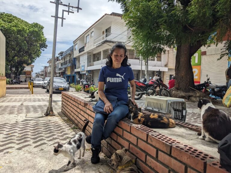 Doce gatos han muerto por ataque de perros en frontera