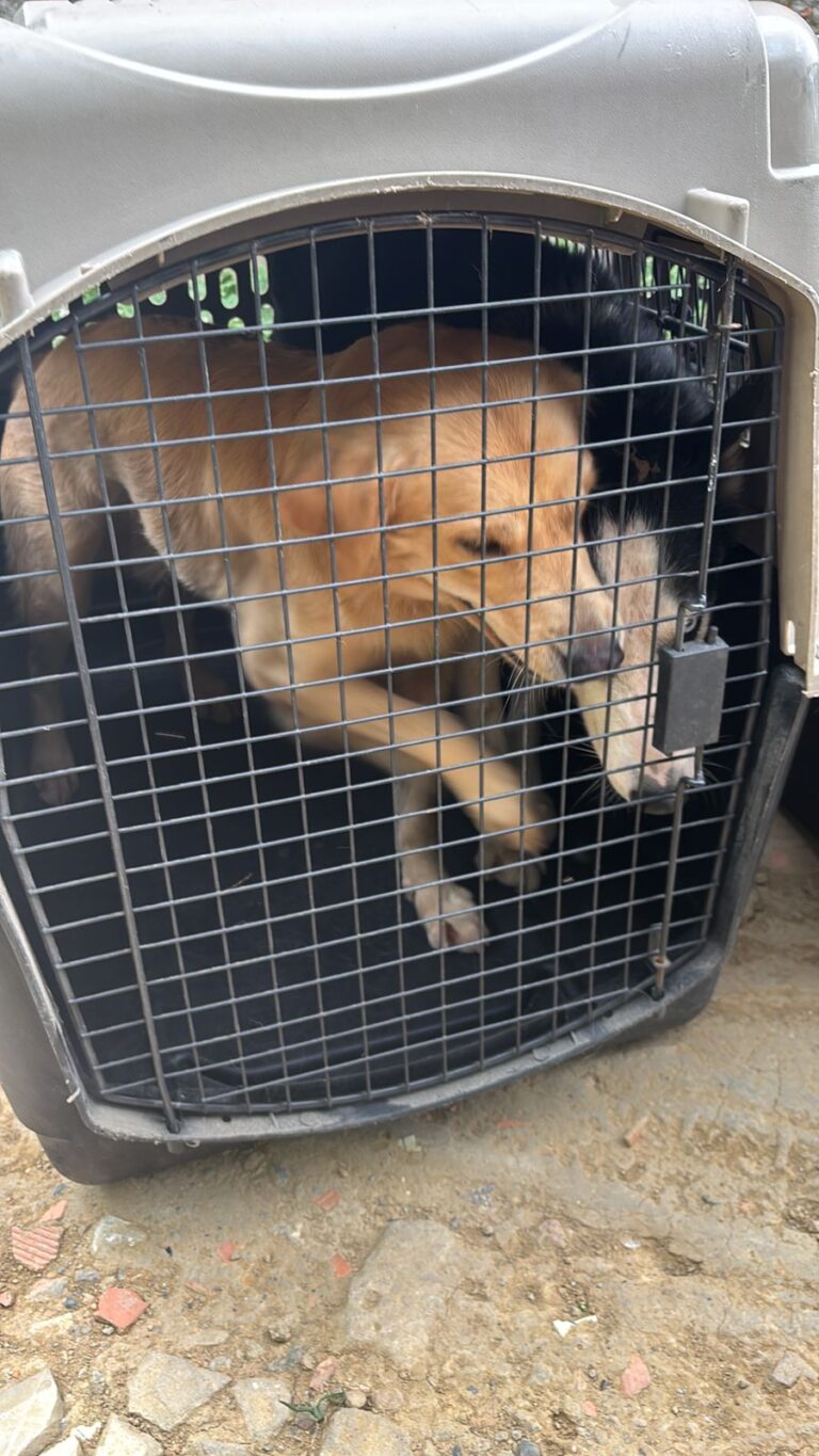 Rescatan a 10 perros en condiciones de abandono y maltrato en frontera