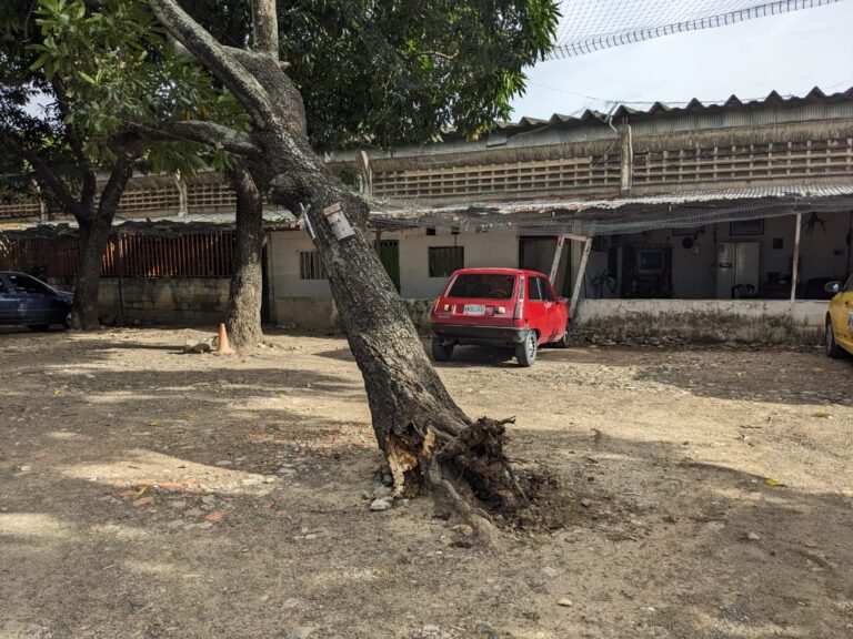 ¡Otro árbol evitó que cayera sobre dos vehículos!