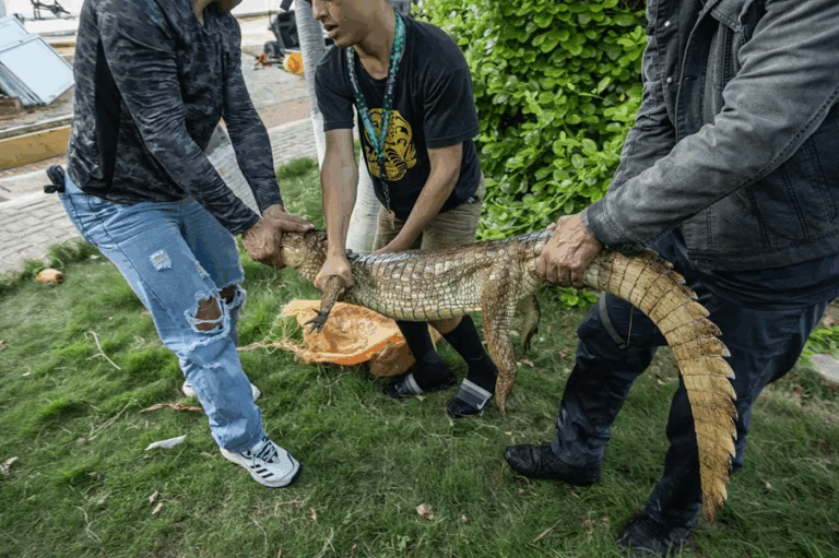 Ambientalistas rescatan a un cocodrilo con manchas de petróleo en Maracaibo
