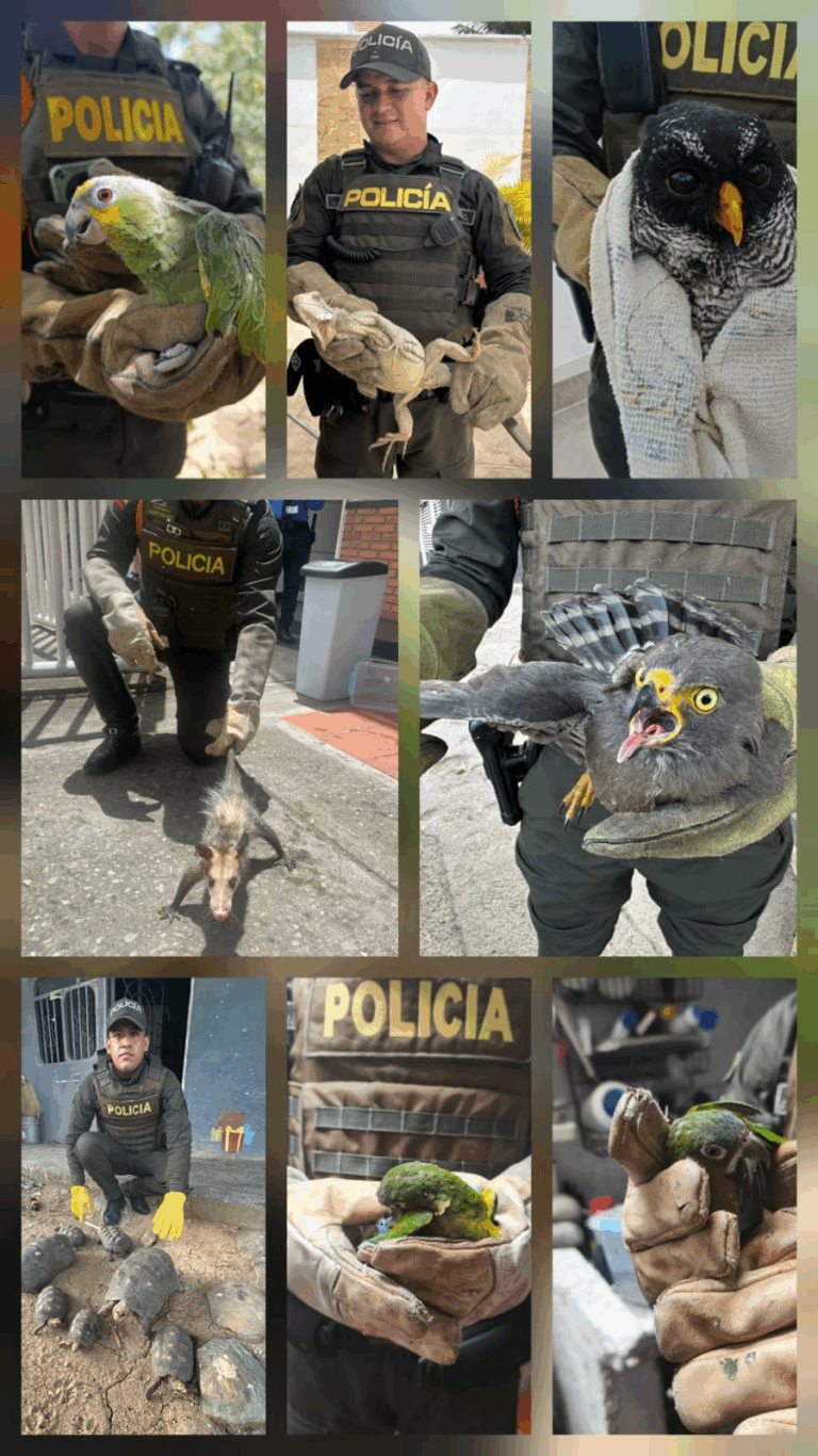 Rescatan y devuelven a su hábitat a varios animales silvestres en Cúcuta