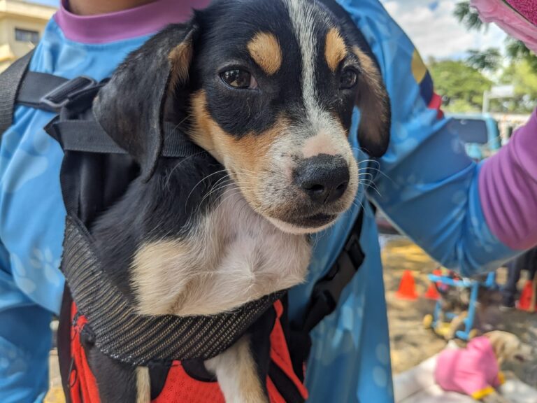 25 mascotas listas para ser adoptadas en jornada binacional