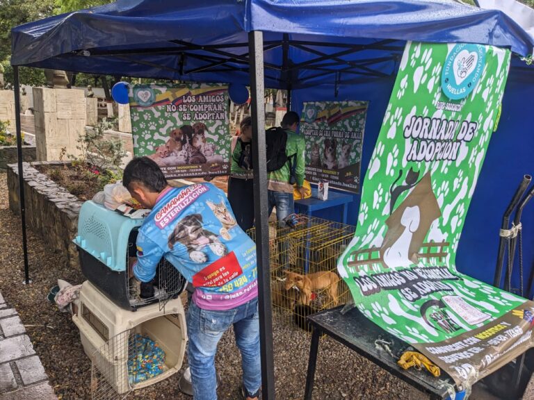¡Otra jornada de adopción de mascotas!