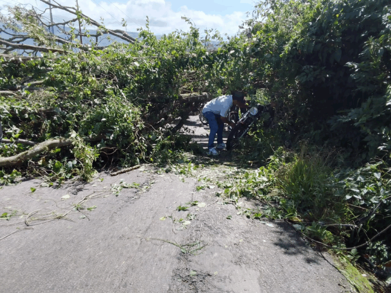 Caída de árbol obstruye circulación de vehículos por la Troncal 1
