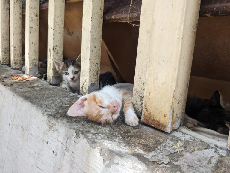 Persiste el abandono de gatos en frontera