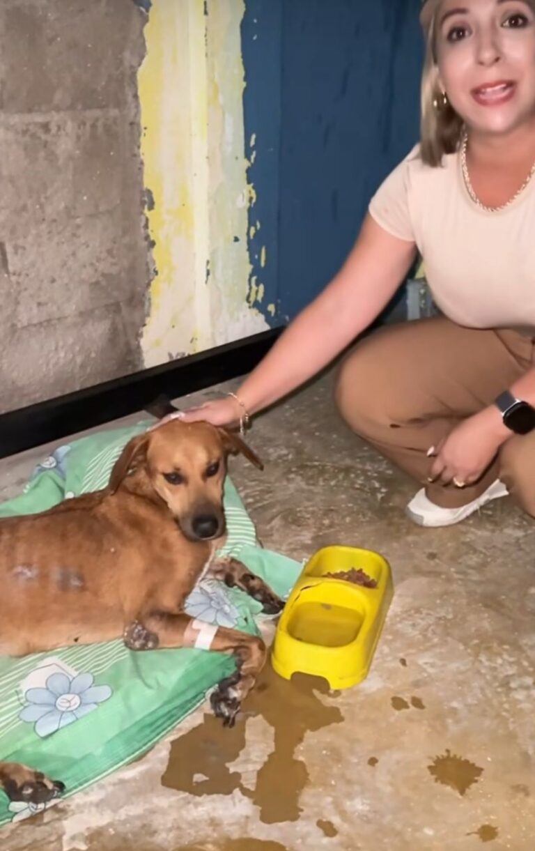 Panamericano inaugura sede preventiva para los animales en situación de calle