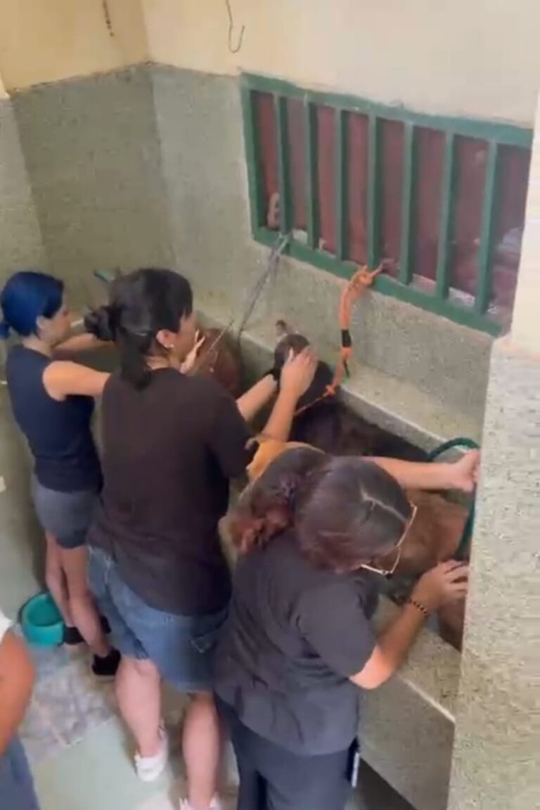 Estudiantes se suman como voluntarias en el refugio para animales de frontera