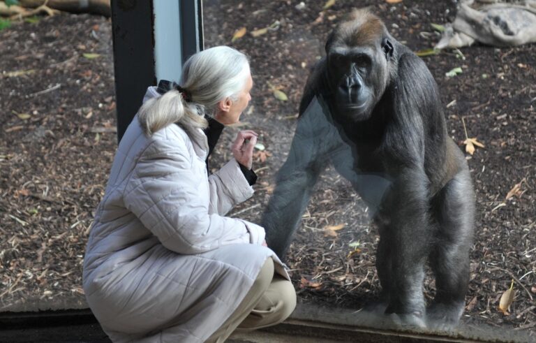 Muere a los 91 años la etóloga británica Jane Goodall, experta mundial en chimpancés