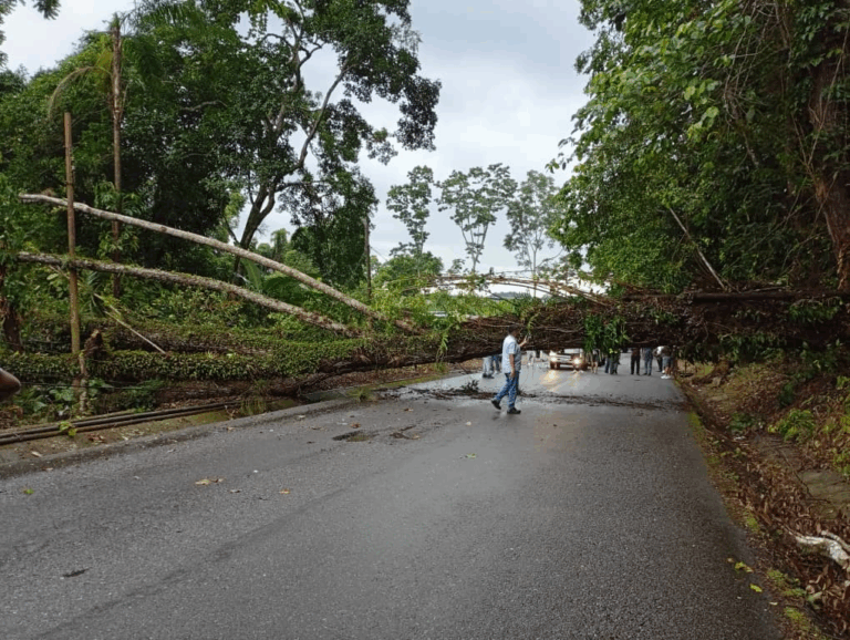 Precaución en la vía panamericana: Árbol obstaculiza vía entre Colón – Caliche