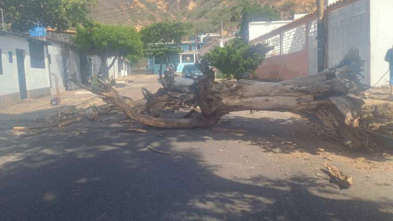 Obstruida vía por colapso de árbol en San Antonio del Táchira