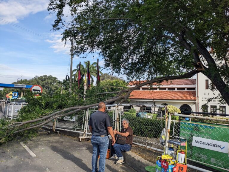 Cae parte de un árbol a escasos metros del puente Simón Bolívar