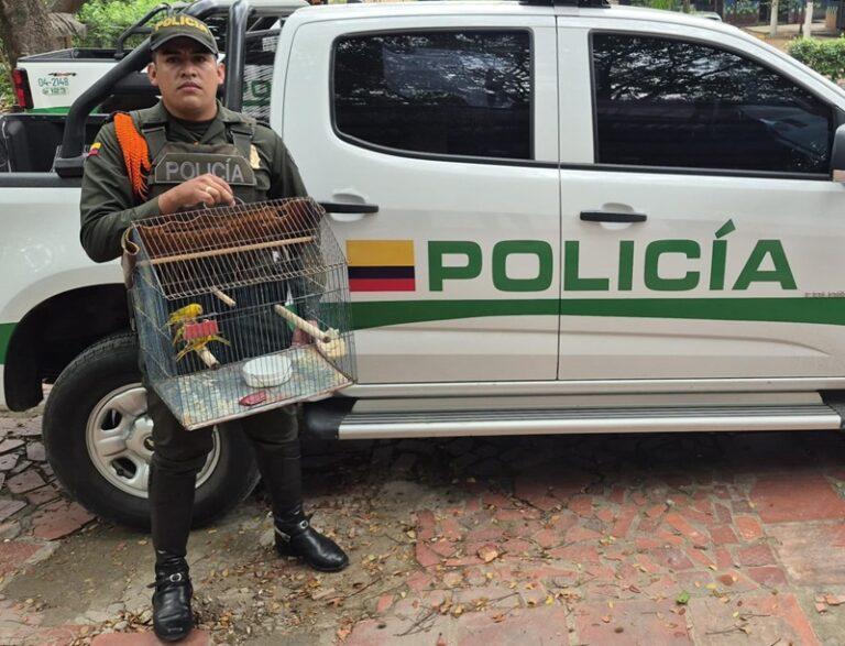 Aves regresarán a su hábitat