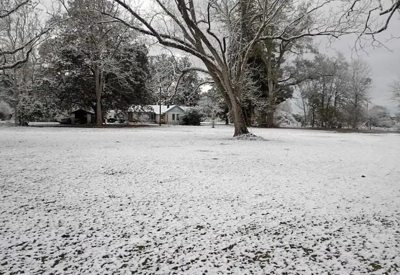La región del Panhandle es la más fría de Florida, por lo que las nevadas no son tan inusuales. (X: @FrankRo52456258)