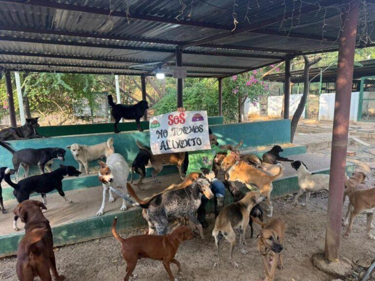 Nuevamente sin alimento el refugio para animales
