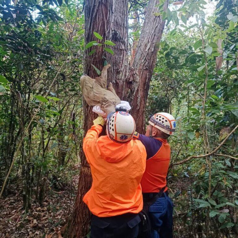Rescatan y liberan en su hábitat a un perezoso en Capacho Viejo