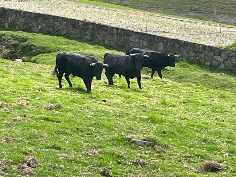 Rancho Grande por el triunfo al Carnaval Taurino de América