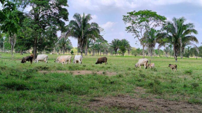Productores de Barinas exigen frenar cobros arbitrarios por venta de ganado