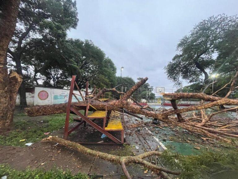 Afectada cancha de San Antonio por caída de árbol