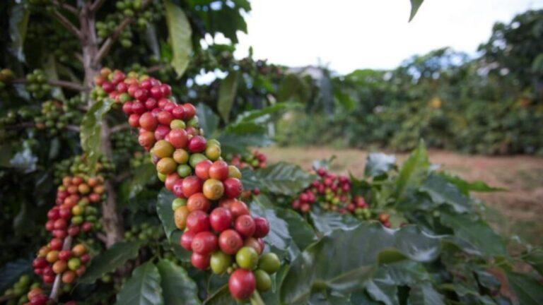 Félix Saavedra: El costo de producción de café en Venezuela se eleva por déficit en infraestructura