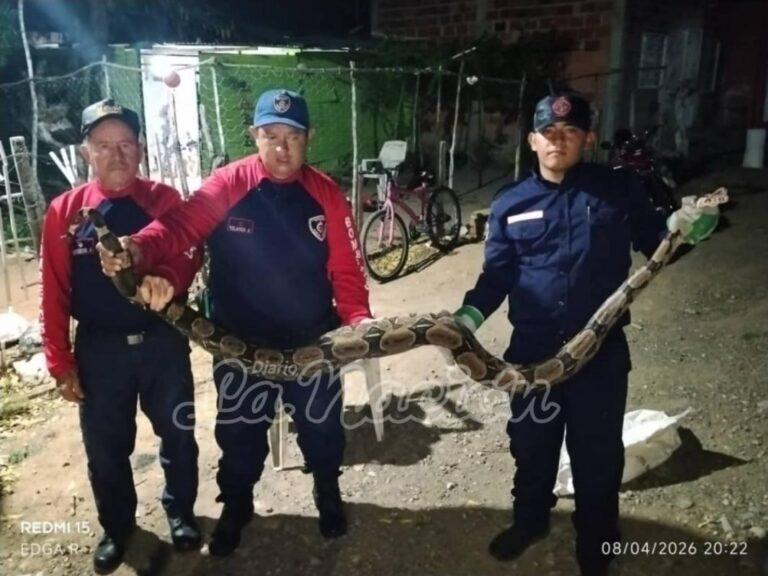 Rescatan a una boa constrictor en frontera