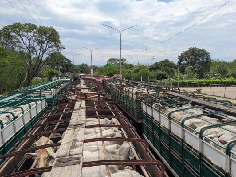Venezuela importa más de 500 reses de alta genética para fortalecer el rebaño nacional