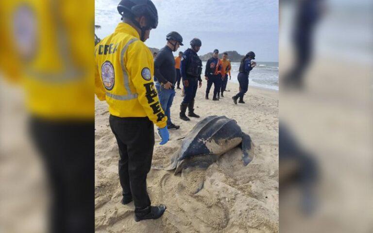 Espacios Acuáticos y MINEC resguardaron desove de tortuga cardón en Carúpano