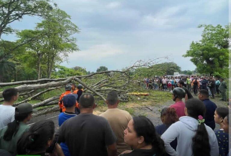 Barinas | Árbol aplasta a motorizado y deja a menor en estado crítico