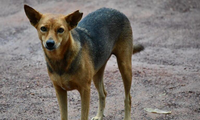 Indignación en Norte de Santander por envenenamiento de 12 perros
