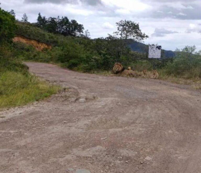 Fake News: Desmienten presencia de felinos en las minas de Lobatera tras difusión de fotografía alterada