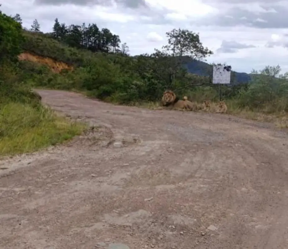 Fake News: Desmienten presencia de felinos en las minas de Lobatera tras difusión de fotografía alterada