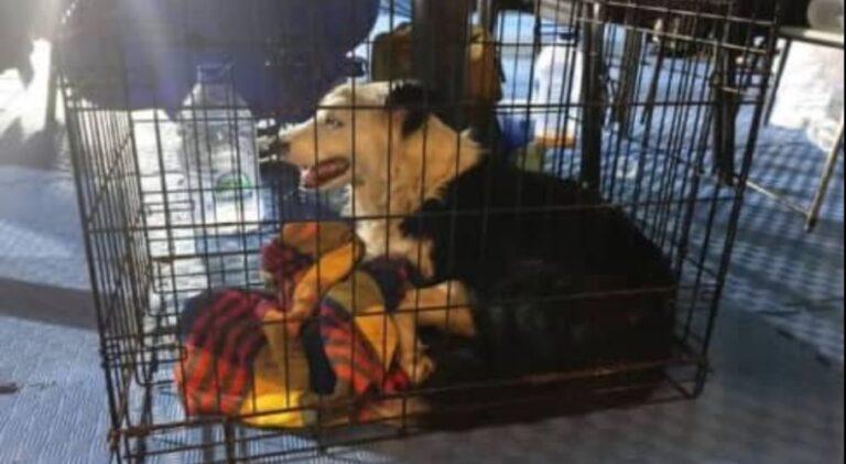 Desmienten muerte de Tsunami, perro que ayuda a rescatar sobrevivientes de terremotos