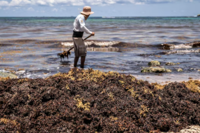 De Paria a Falcón: coletazo de marea de sargazo en Caribe amenaza pesca y biodiversidad
