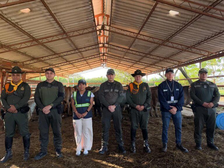 Incautan en Cúcuta ganado que habría ingresado de contrabando desde Venezuela