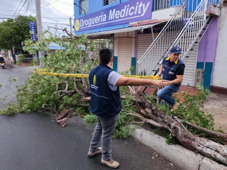 Balance por vendaval en Cúcuta: 3 heridos, 12 árboles caídos y 8 estructuras afectadas