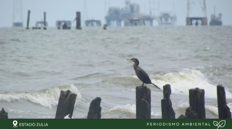 Derrames petroleros tienen un grave impacto socioambiental en el Zulia