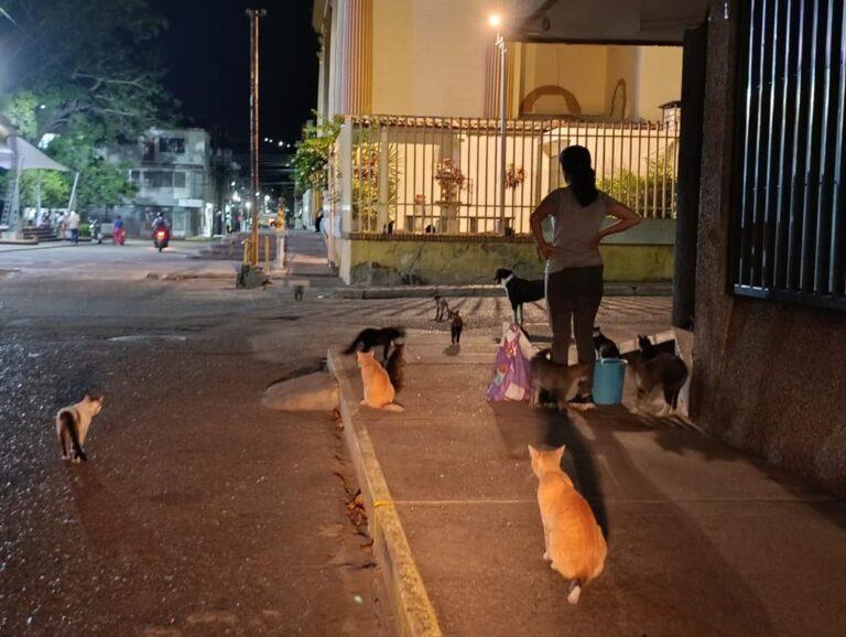Luz Santos no abandona su sueño de un refugio para gatos